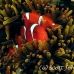 anemonefish_spinecheek_mid_h_0705_png1320.jpg